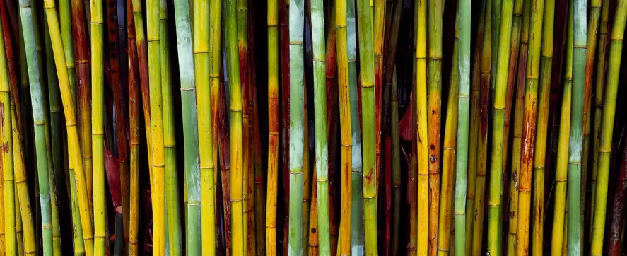Jardins botaniques de Kanapaha - papier peint bambous