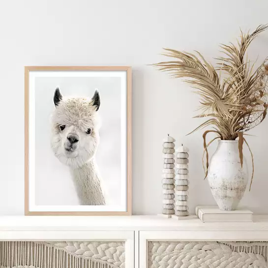 Lama laine - affiche animaux