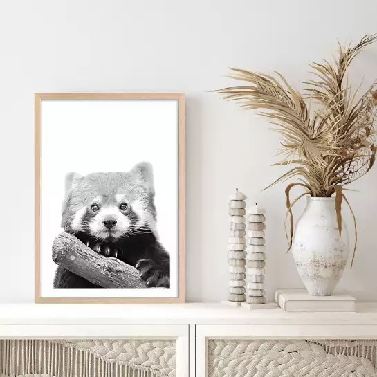 Panda roux - affiche animaux