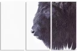 Bison en hiver - affiche animaux