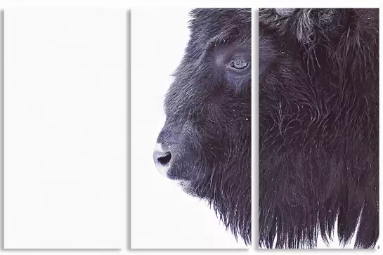 Bison en hiver - affiche animaux