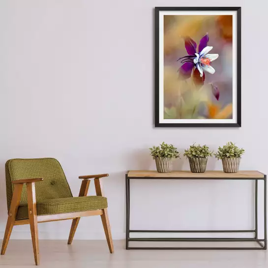 Columbine - affiche fleurs