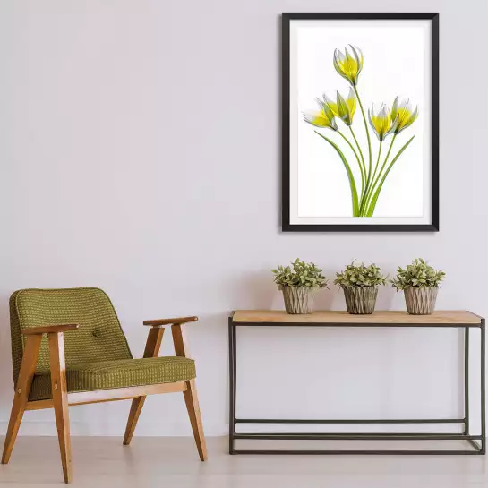 Tulipa - affiche fleurs