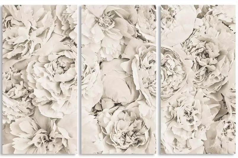 Blanches roses - affiche fleurs