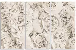 Blanches roses - affiche fleurs