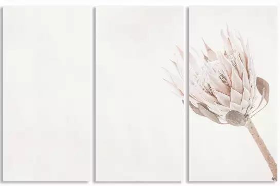 Protea blanche - affiche de fleurs