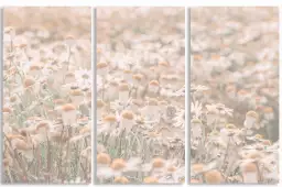 Marguerites au matin - affiche de fleurs