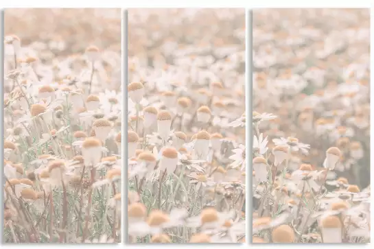 Marguerites au matin - affiche de fleurs