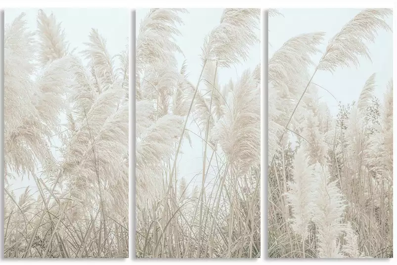 Pampas blanches - affiche plantes