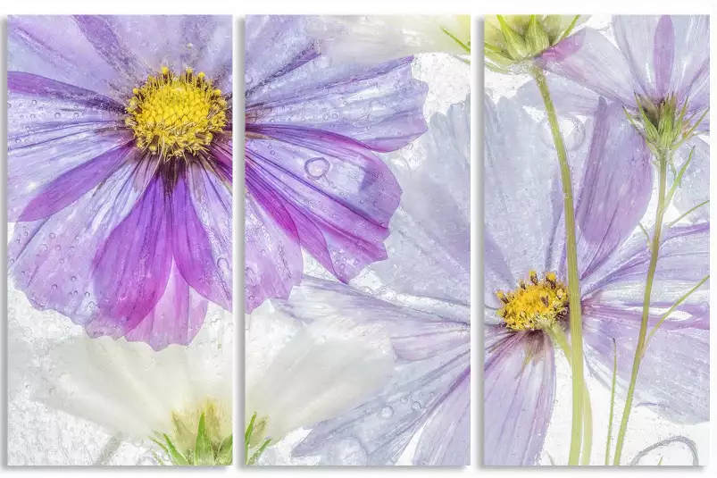 Cosmos cool - affiche de fleurs