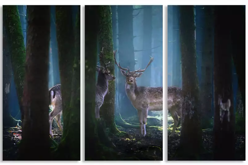 Cerfs - photo animaux de la foret