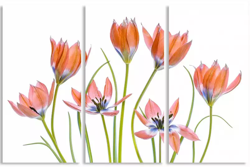 Tulipes abricot - affiche de fleurs