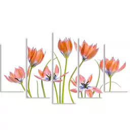 Tulipes abricot - affiche de fleurs