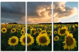 Tournesols en Suède - paysage champs