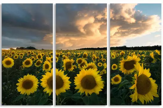 Tournesols en Suède - paysage champs