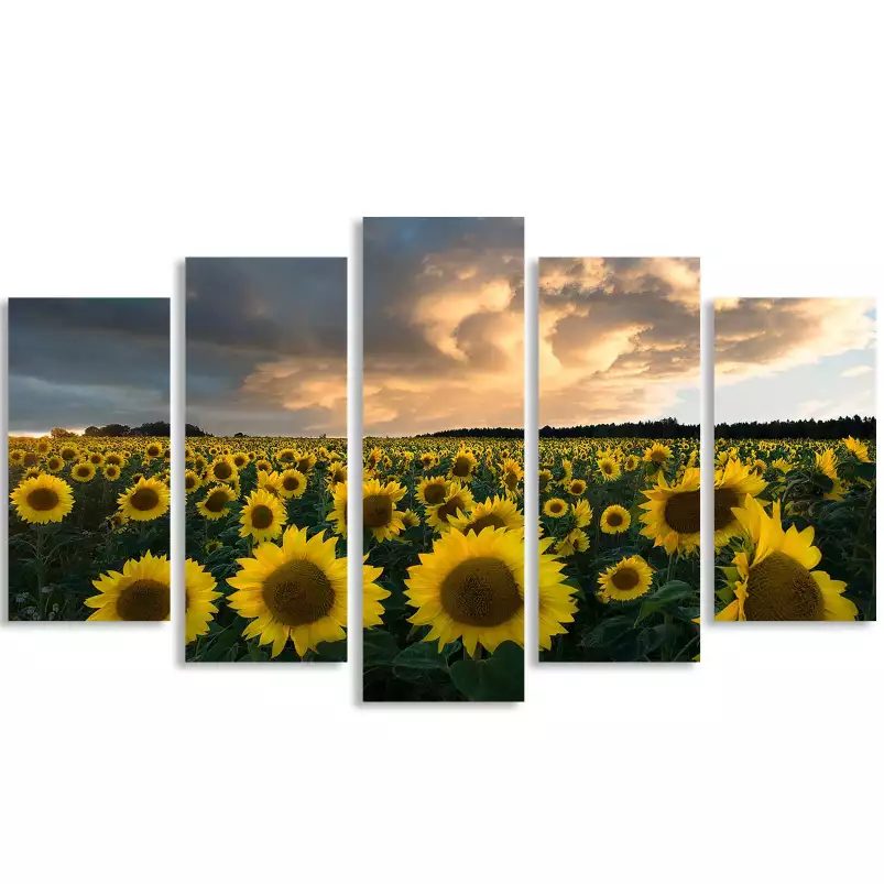 Tournesols en Suède - paysage champs