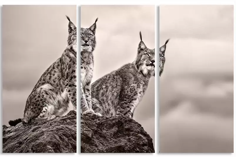 Deux Lynx - affiche animaux