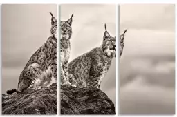 Deux Lynx - affiche animaux