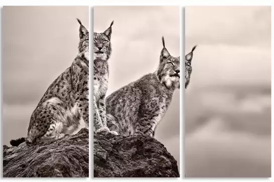 Deux Lynx - affiche animaux