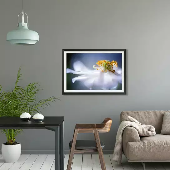 Anémone 1 - affiche fleurs