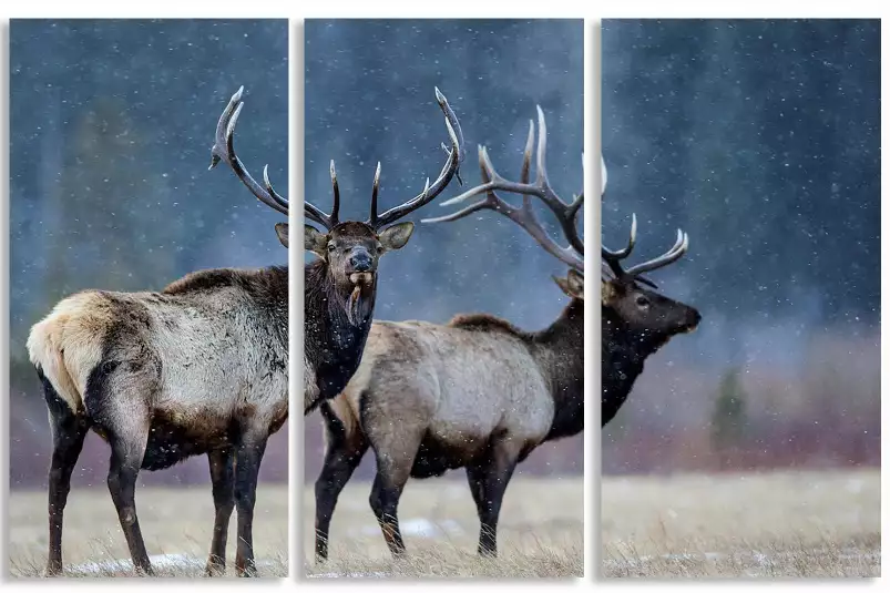 Première neige - affiche animaux