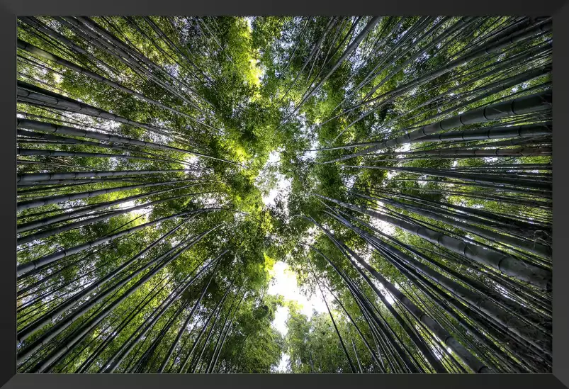 Cîmes vertes - paysage de foret