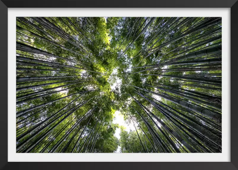 Cîmes vertes - paysage de foret