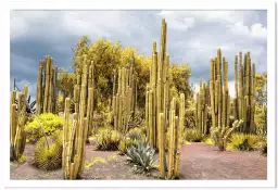 Cactus géants - affiche cactus