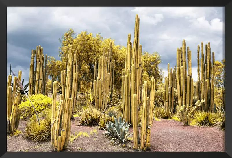 Cactus géants - affiche cactus