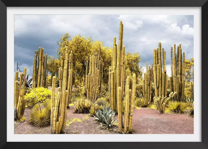 Cactus géants - affiche cactus