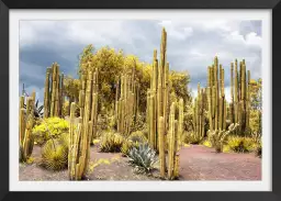 Cactus géants - affiche cactus