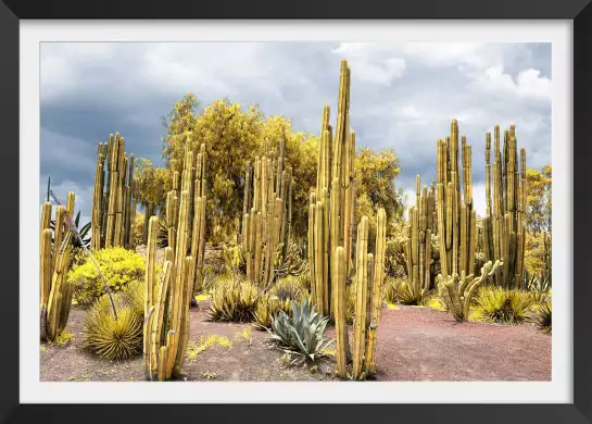 Cactus géants - affiche cactus