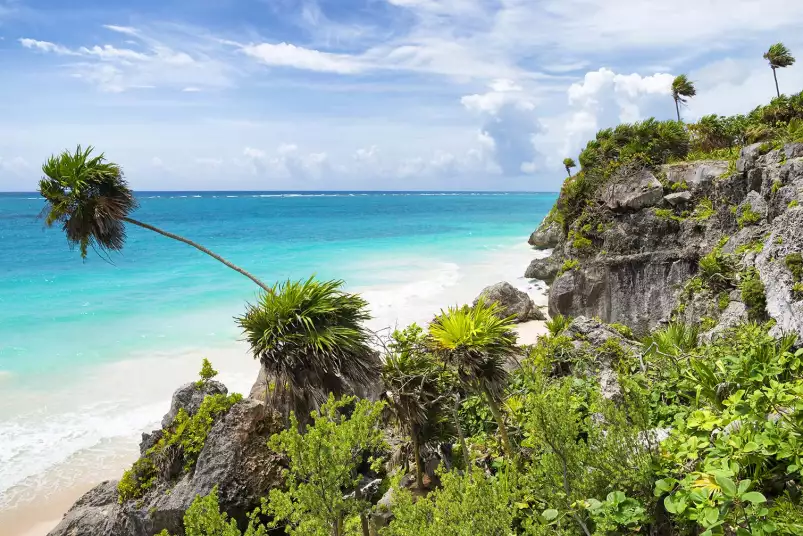 Palmier de Tulum - affiche plage