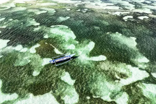 Mer et algues - affiche paysage mer