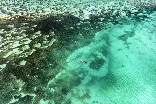 La vie du reef - affiche paysage mer