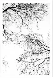 Cimes - tableau plante