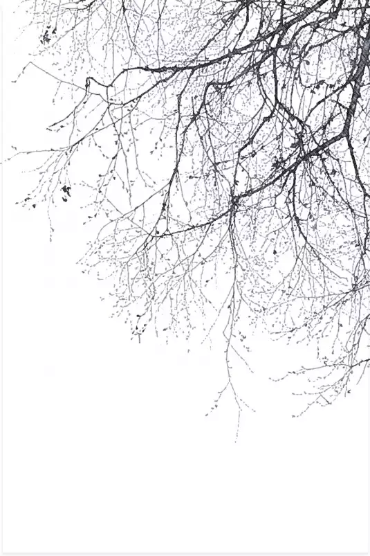 Branches - tableau plante