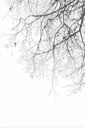 Branches - tableau plante