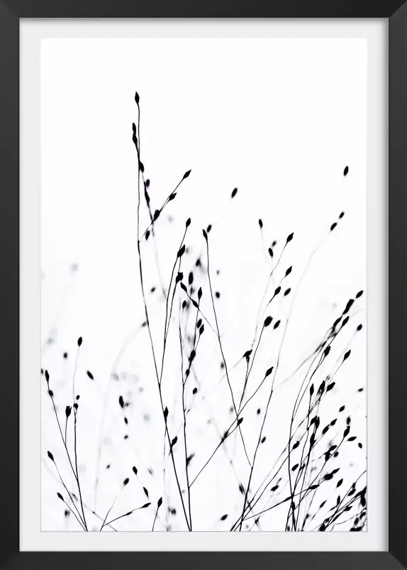 Grains - tableau plante