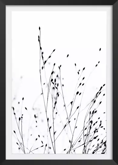 Grains - tableau plante