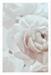 Rosas - affiche de fleurs