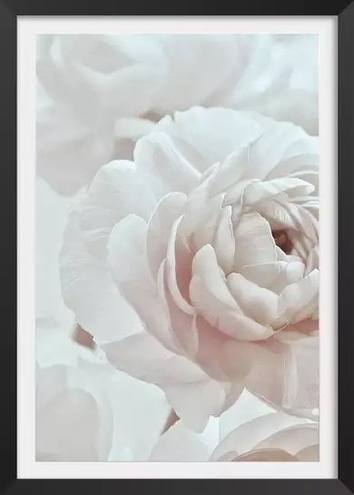 Rosas - affiche de fleurs