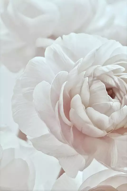 Rosas - affiche de fleurs