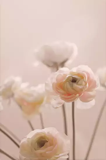 Rosam - affiche de fleurs