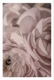 Sweet - affiche de fleurs