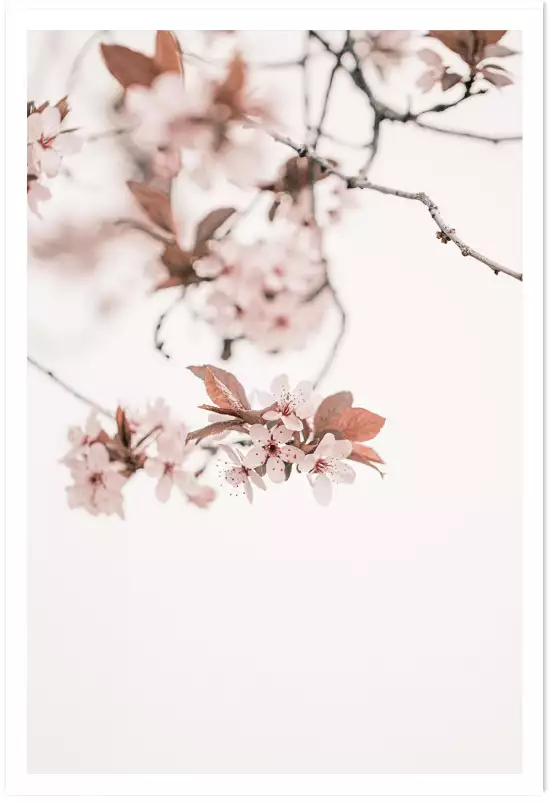 Cerisiers - affiche de fleurs