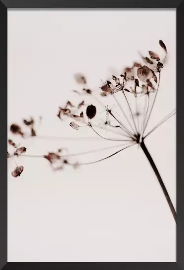 Allium - affiche fleurs