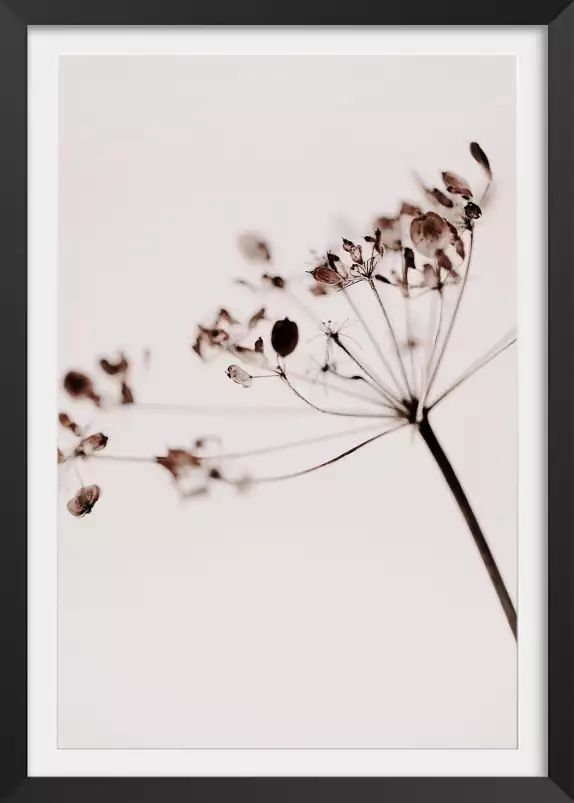 Allium - affiche fleurs
