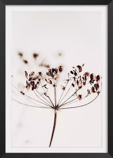 Allium bis - affiche fleurs