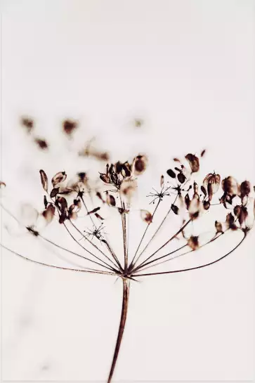 Allium bis - affiche fleurs